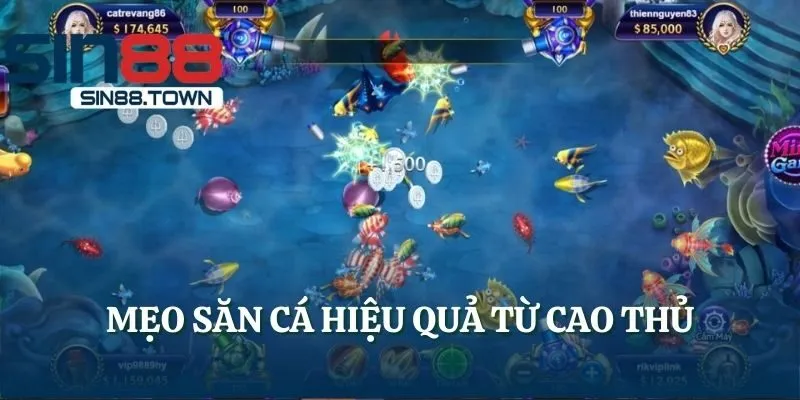 Mẹo săn cá hiệu quả từ cao thủ